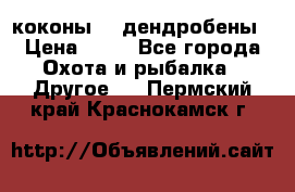 коконы    дендробены › Цена ­ 25 - Все города Охота и рыбалка » Другое   . Пермский край,Краснокамск г.